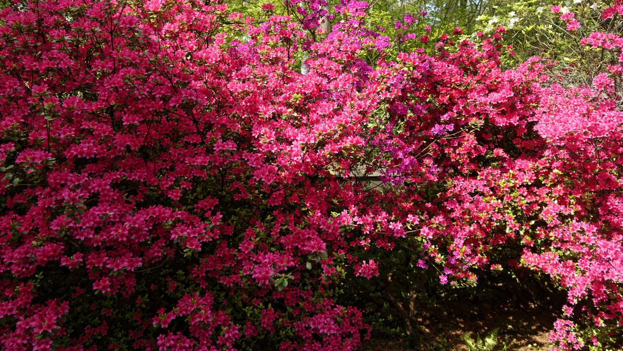 20140423 133103 Keukenhof Gardens, Lisse, South Holland, Netherlands